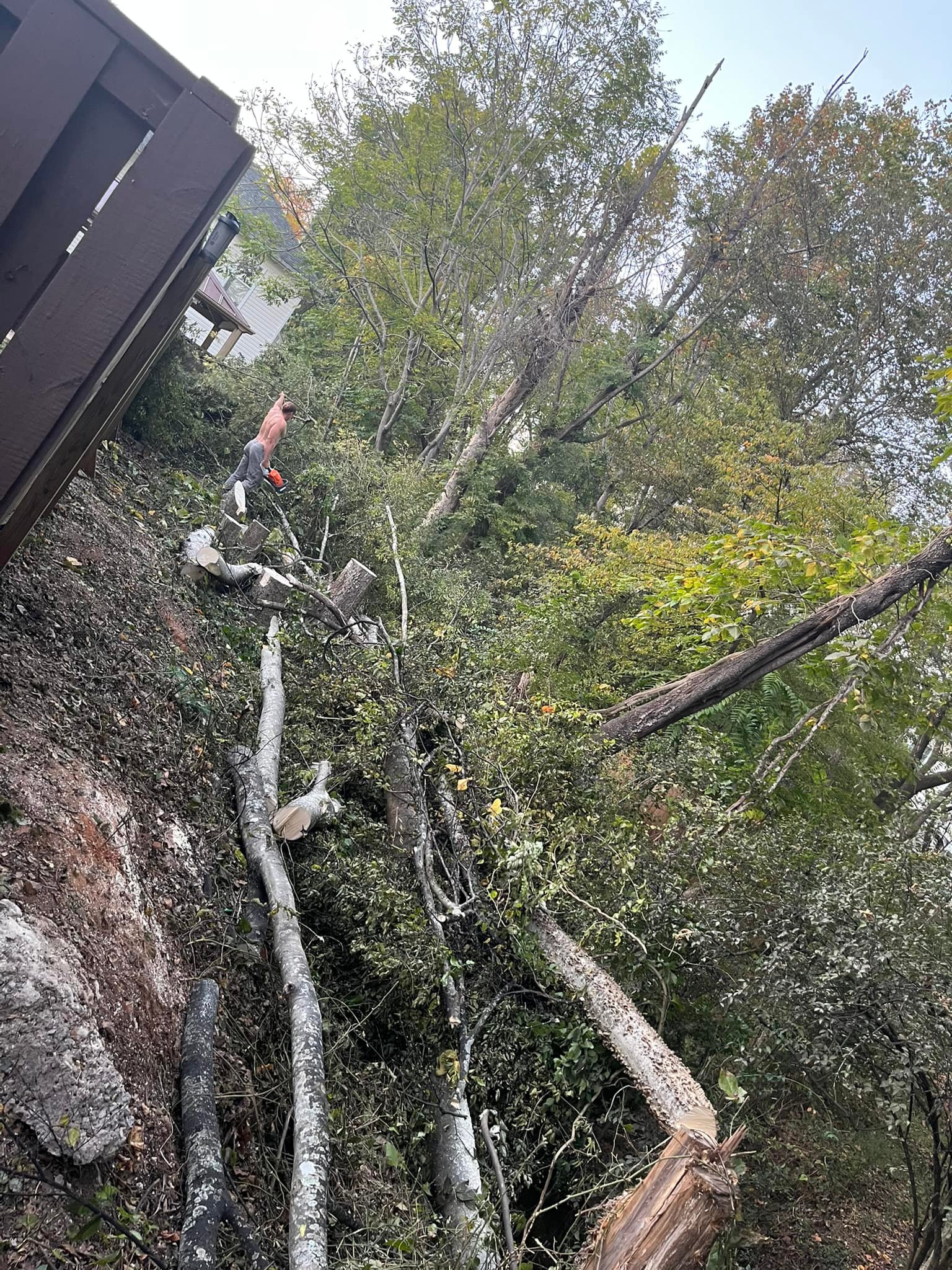 for DW’s Tree Service in Winston-Salem, NC