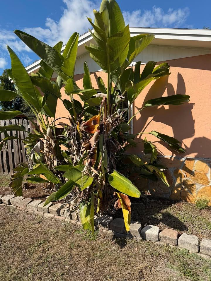  for Damian’s Tree Care in Sarasota, FL