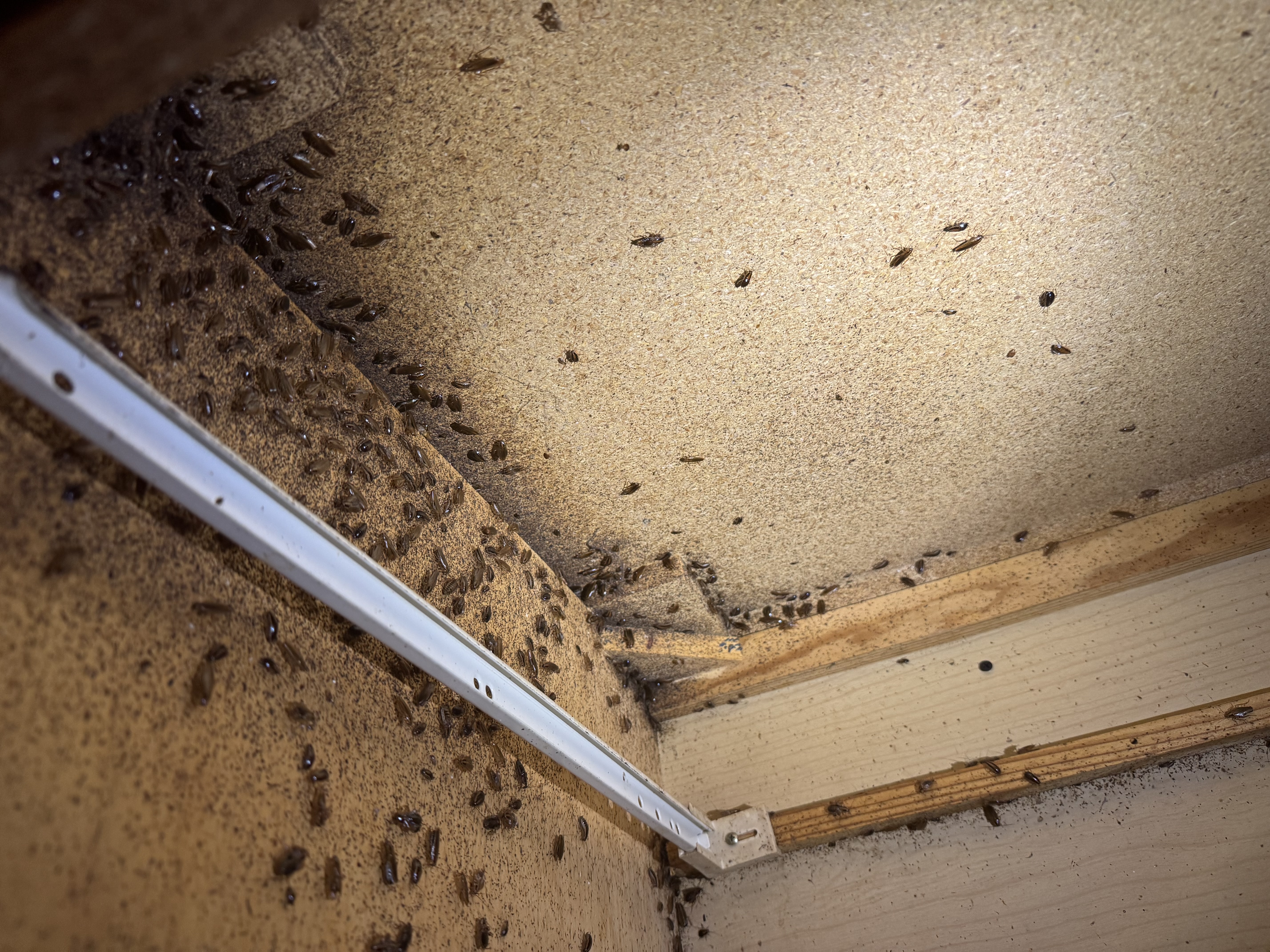  for All-In Pest Control & Home Solutions in Greene County, IN