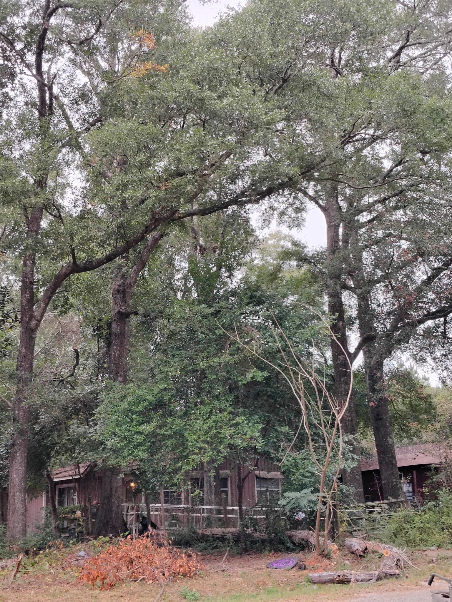  for Alpers Tree Services in Cleveland, TX