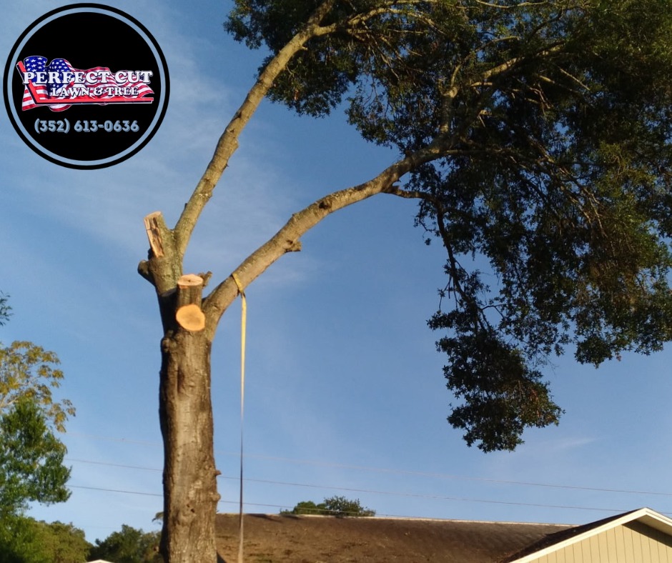 for Perfect Cut Lawn & Tree Care in Citrus Springs, FL