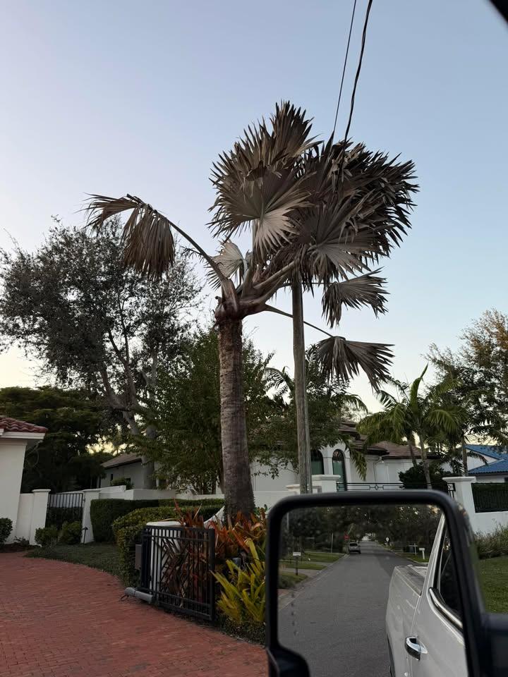  for Damian’s Tree Care in Sarasota, FL