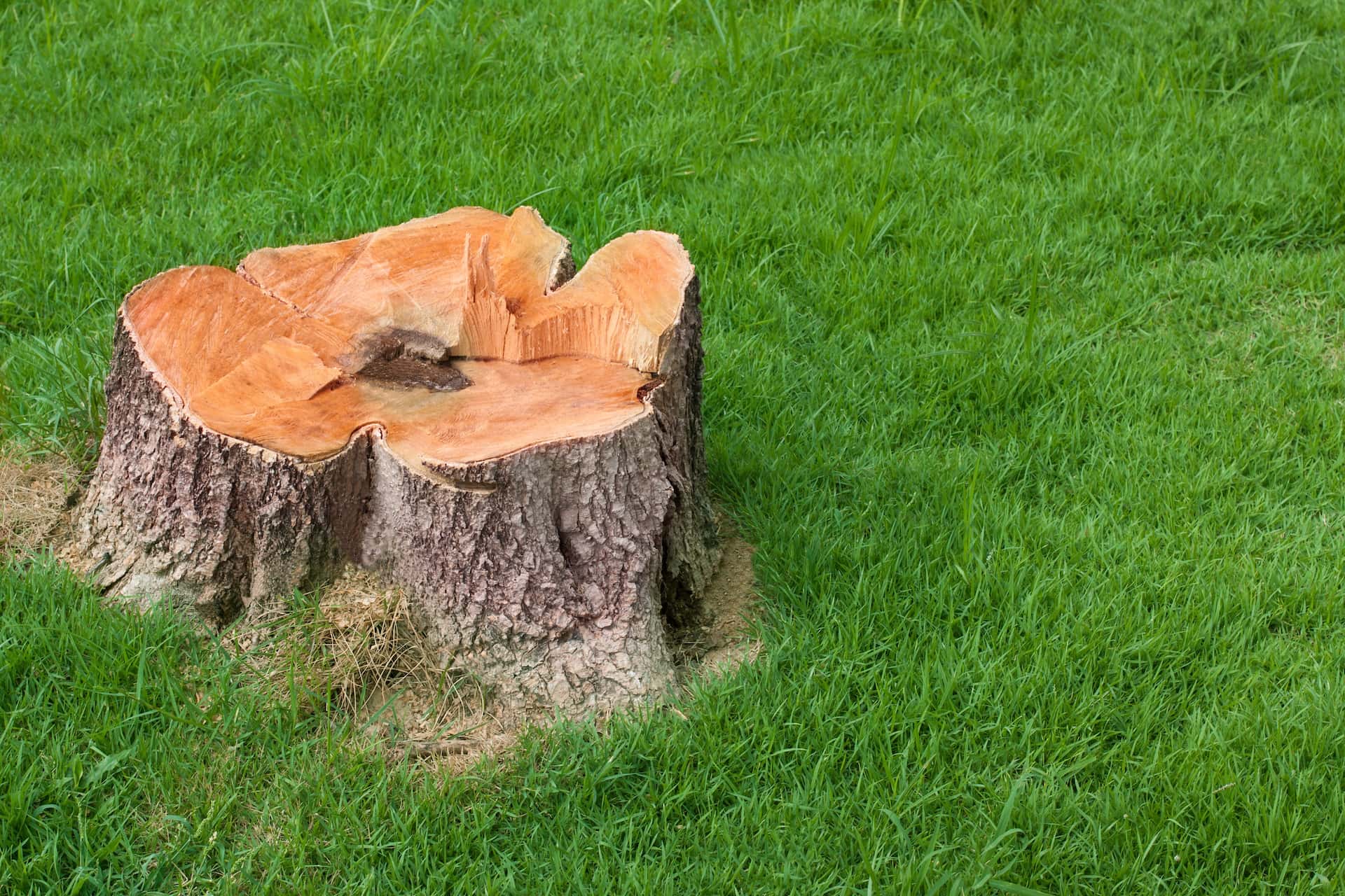  for JJR Tree Service in Pinellas Park, FL