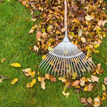 Yard cleanup