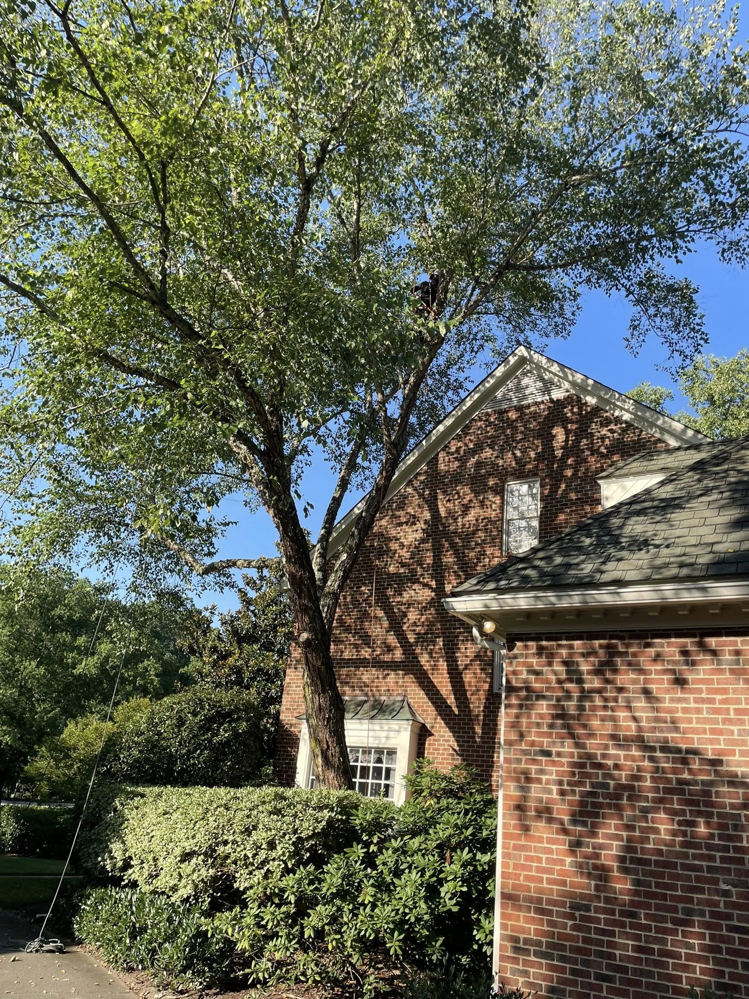  for J&J Tree Services in Raleigh, NC