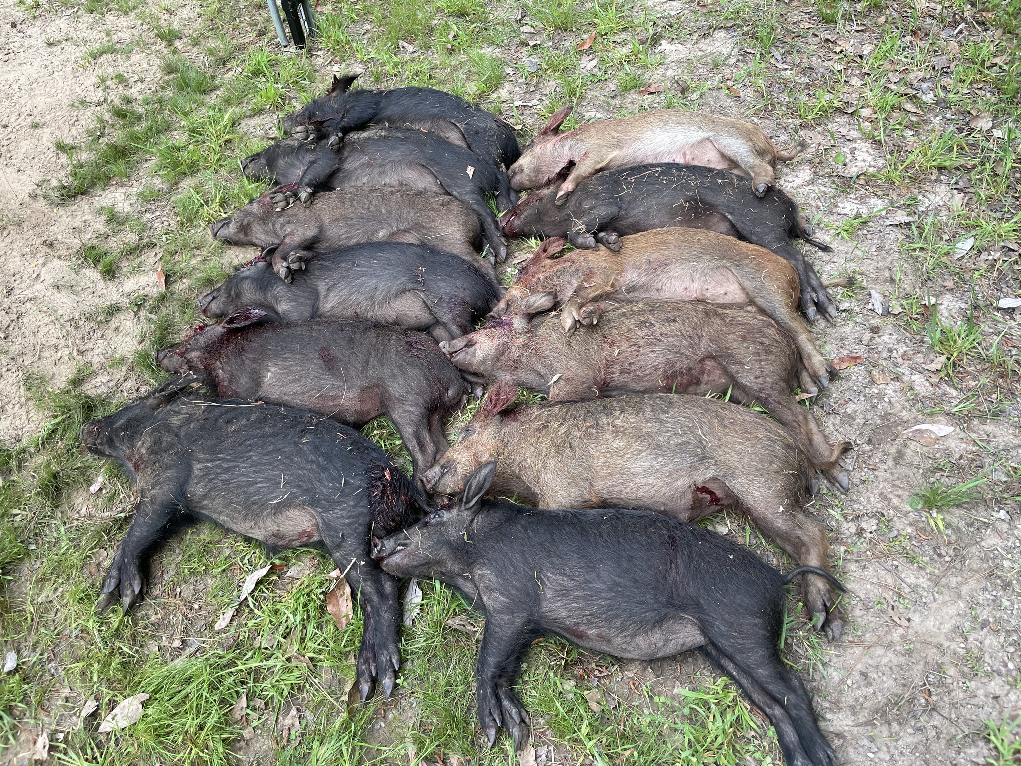  for Havoc Hog Control in Molino, FL