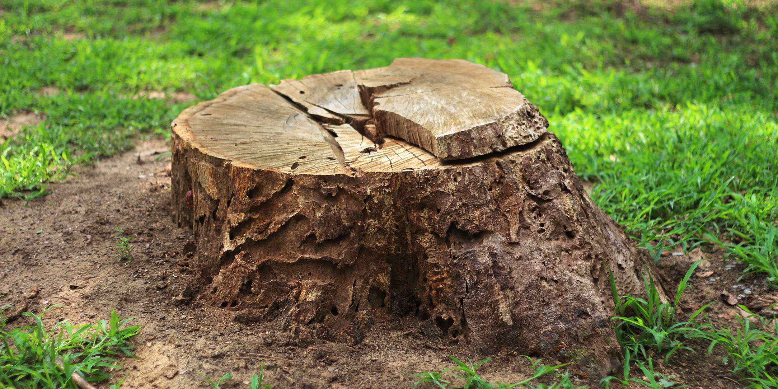  for Gallardos Forestry Tree Service in Bakersfield, CA