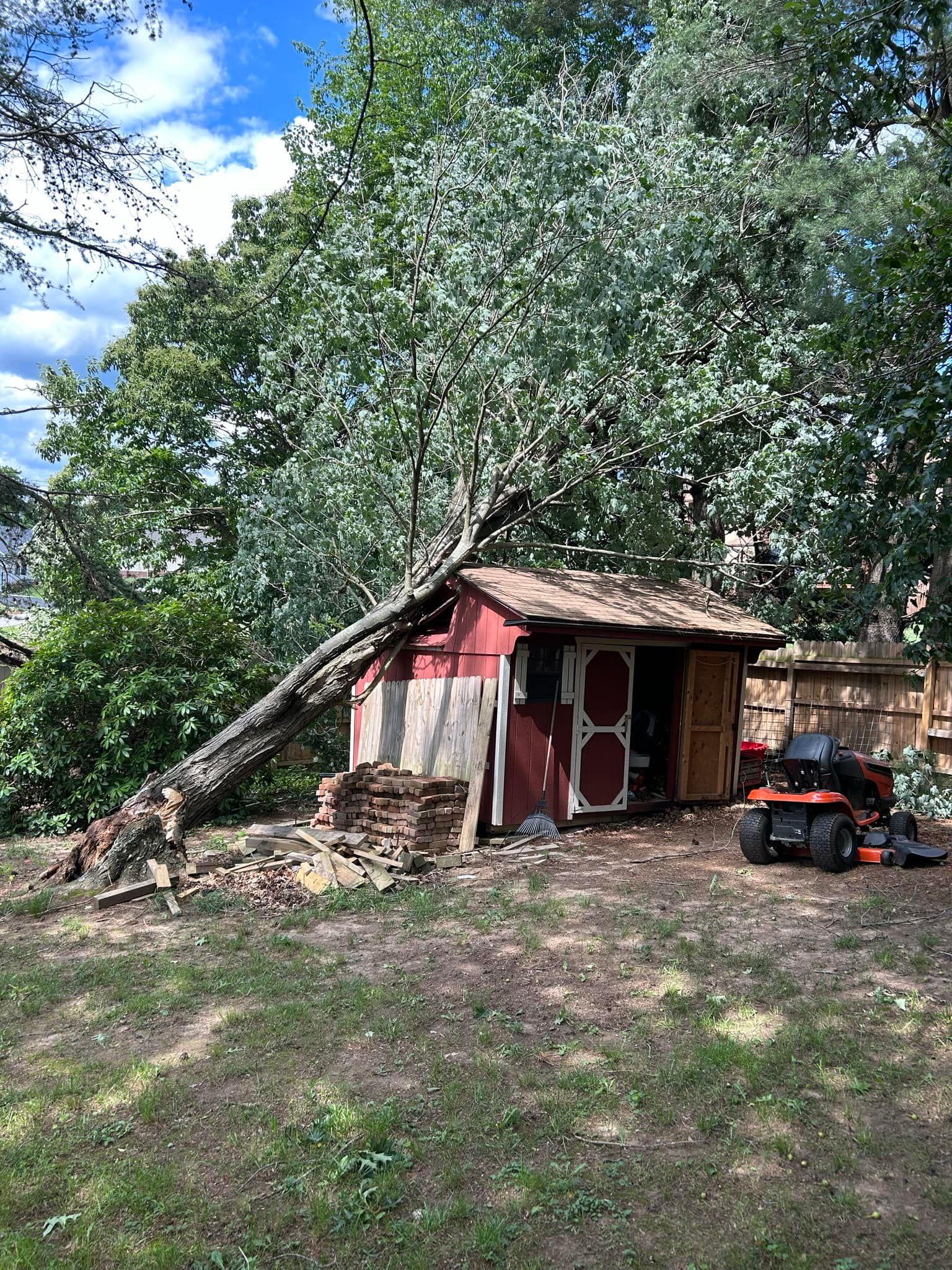 A storm-felled tree resting across the roof of a backyard shed, cut back to the trunk, before removal by NRV Tree Pro
