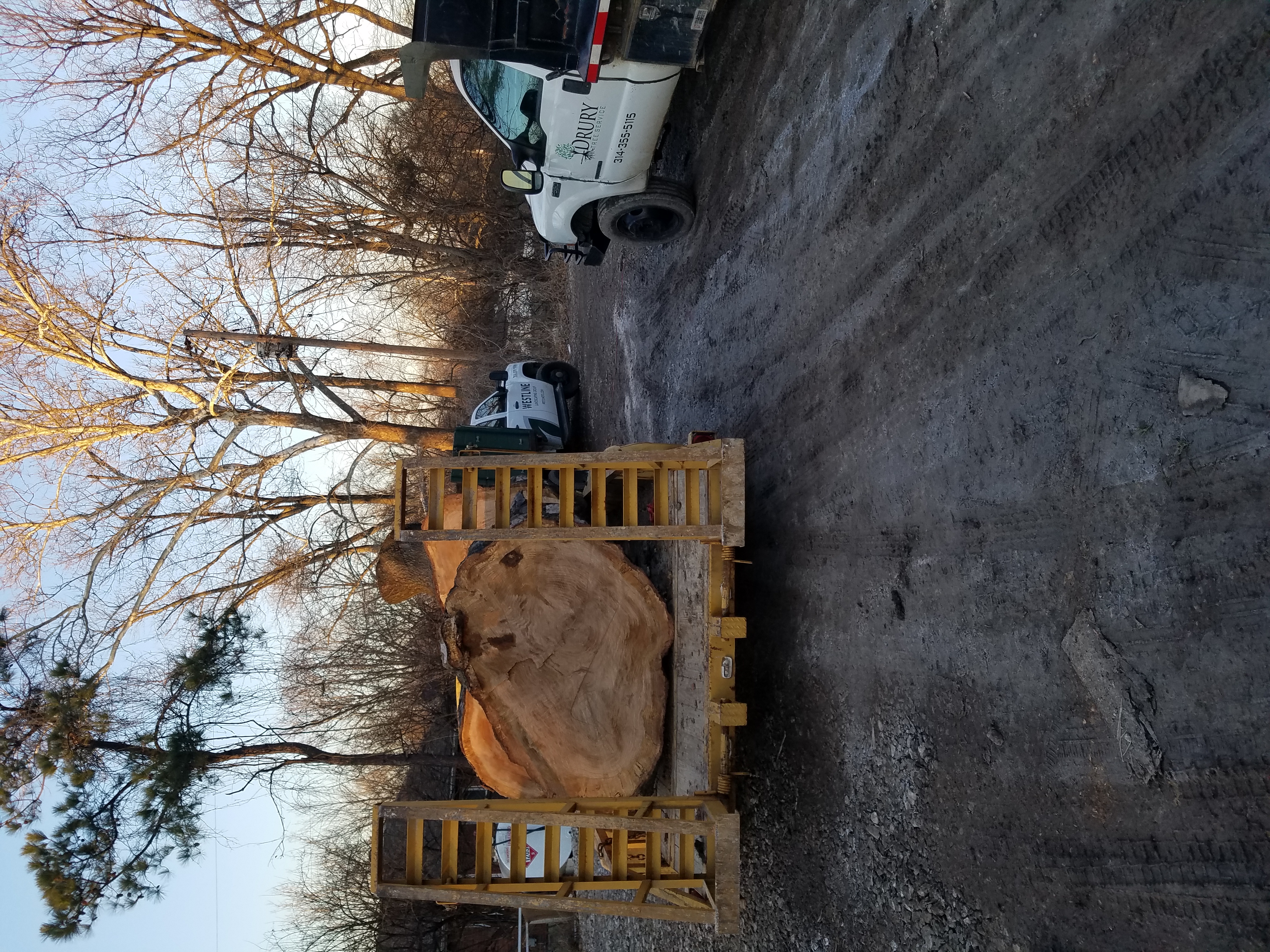 Massive trunk round strapped to a trailer after a large removal