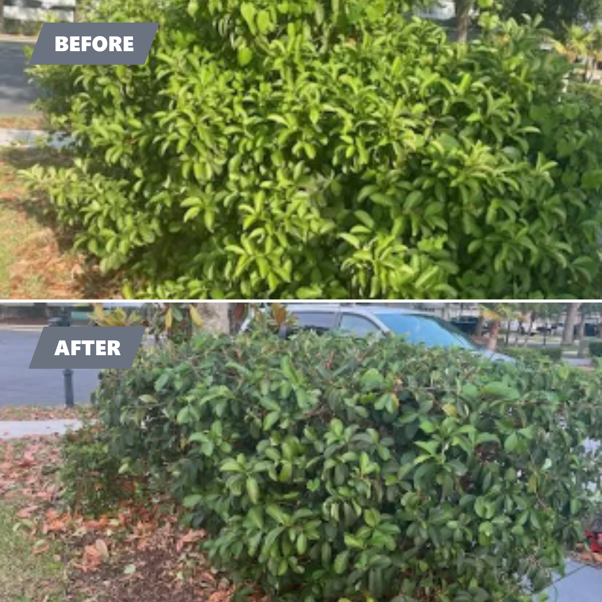  for Mitchell Lawn Service in Odessa, FL