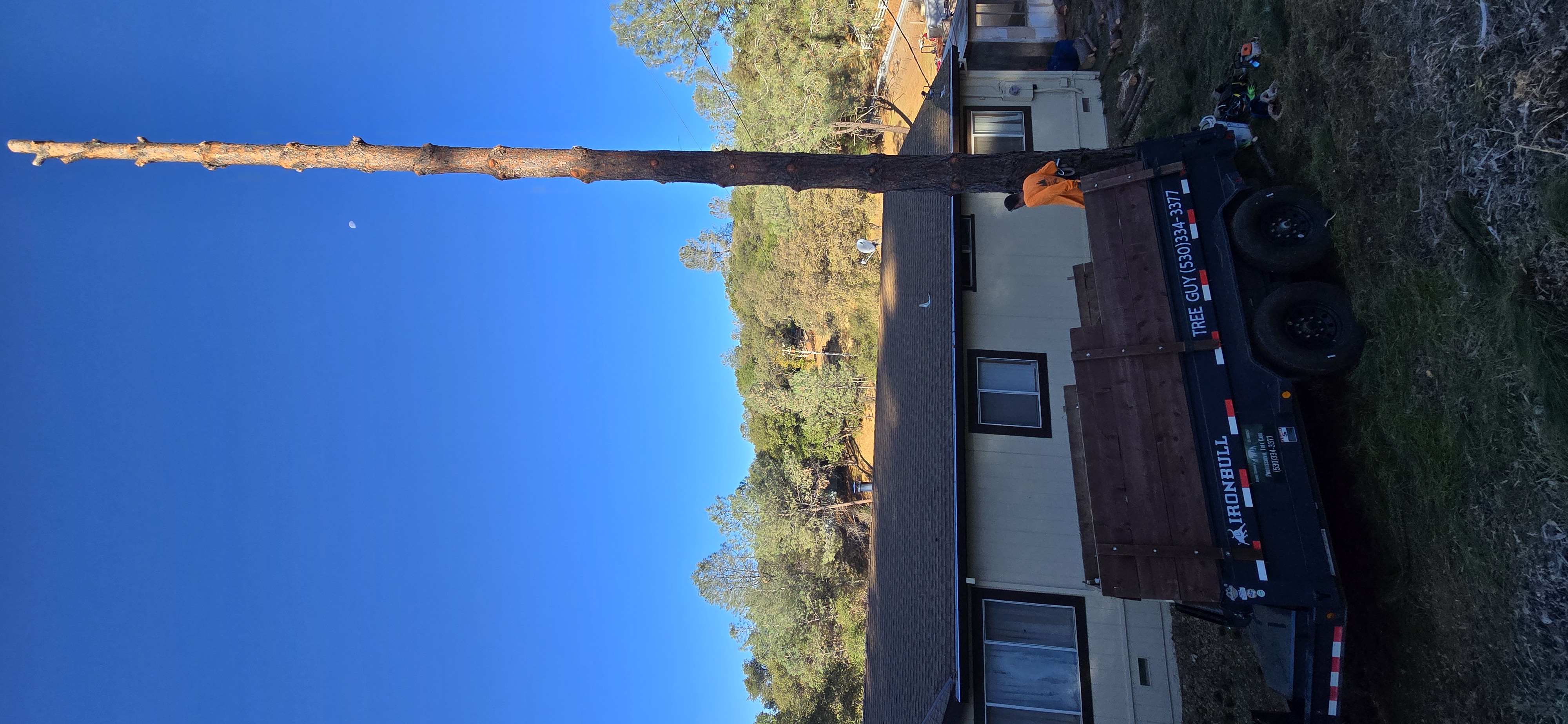  for George Staddan's Professional Tree Care in Placerville, CA