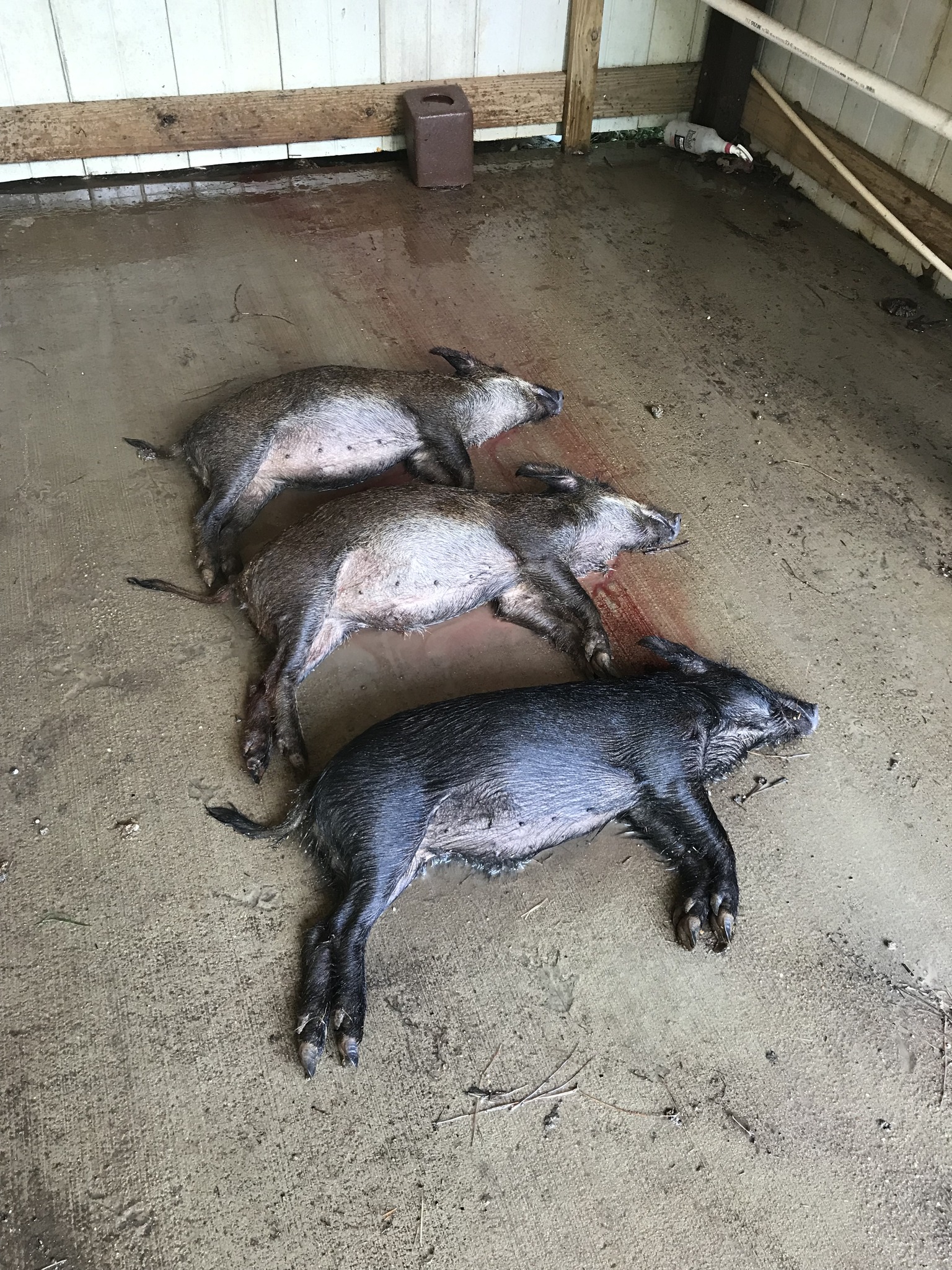  for Havoc Hog Control in Molino, FL