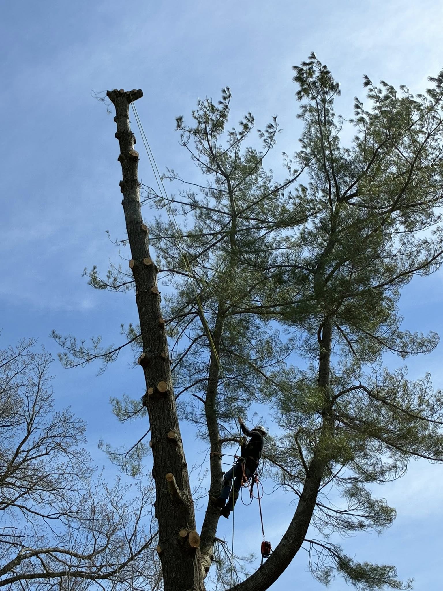  for Skys The Limit Tree Management in Morehead, KY