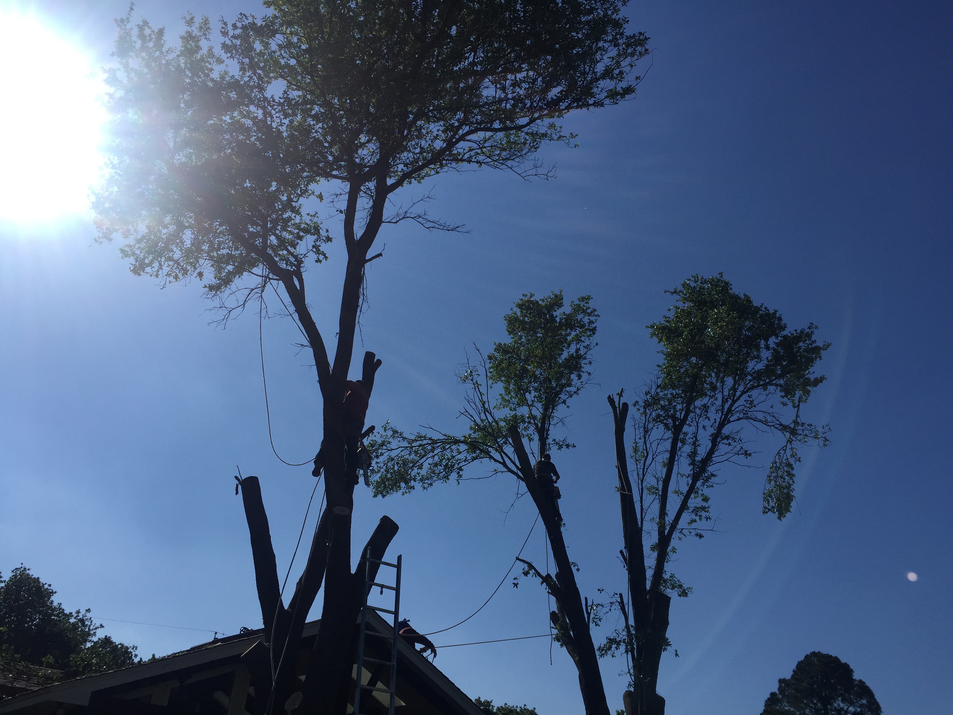  for Classic cut tree trimming and removal in Arlington, TX