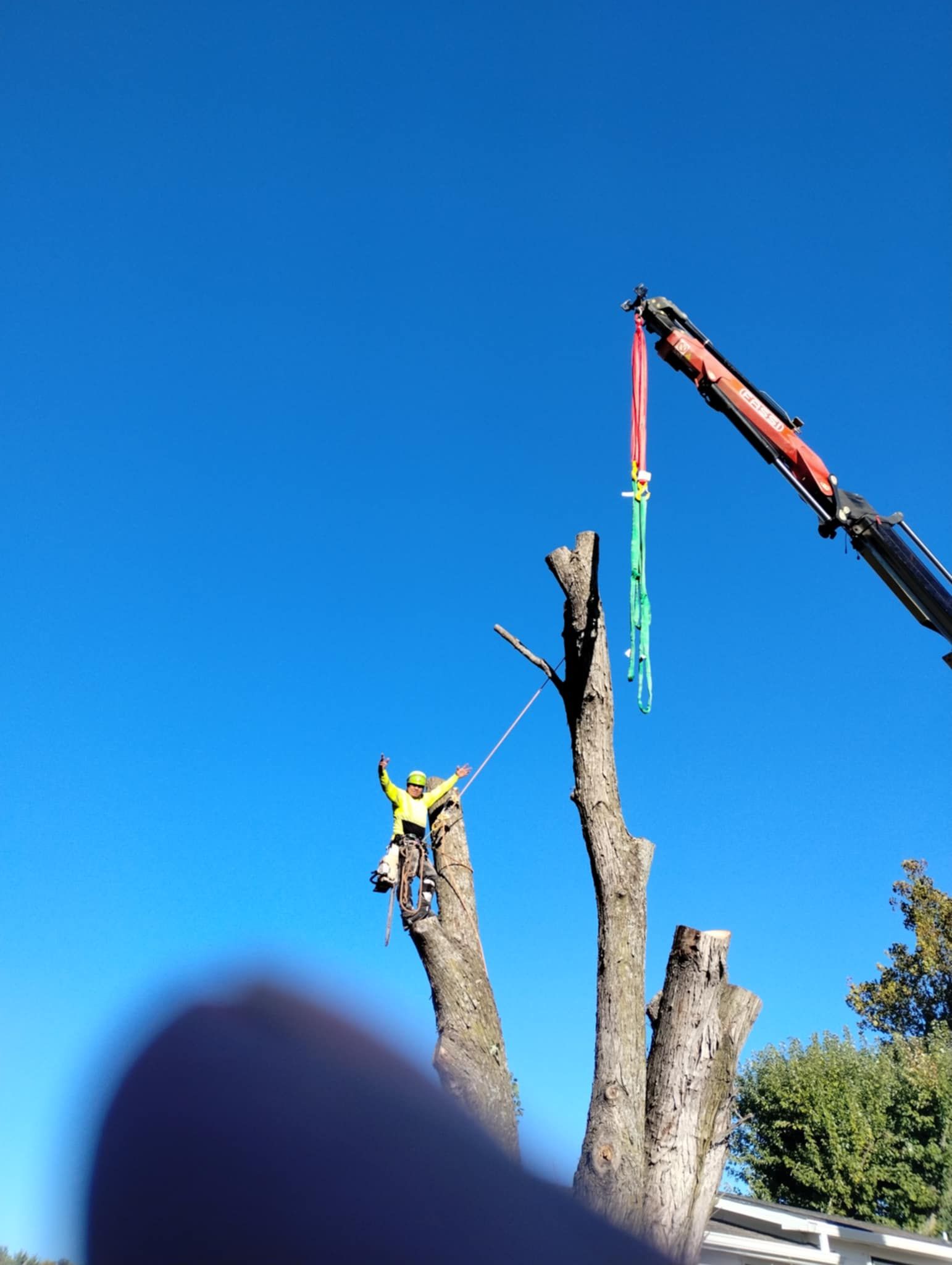  for Mitchell Tree Company in Lathrop, MO