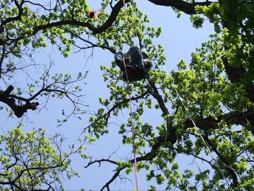  for TLC Professional Tree Service in Bedford, TX