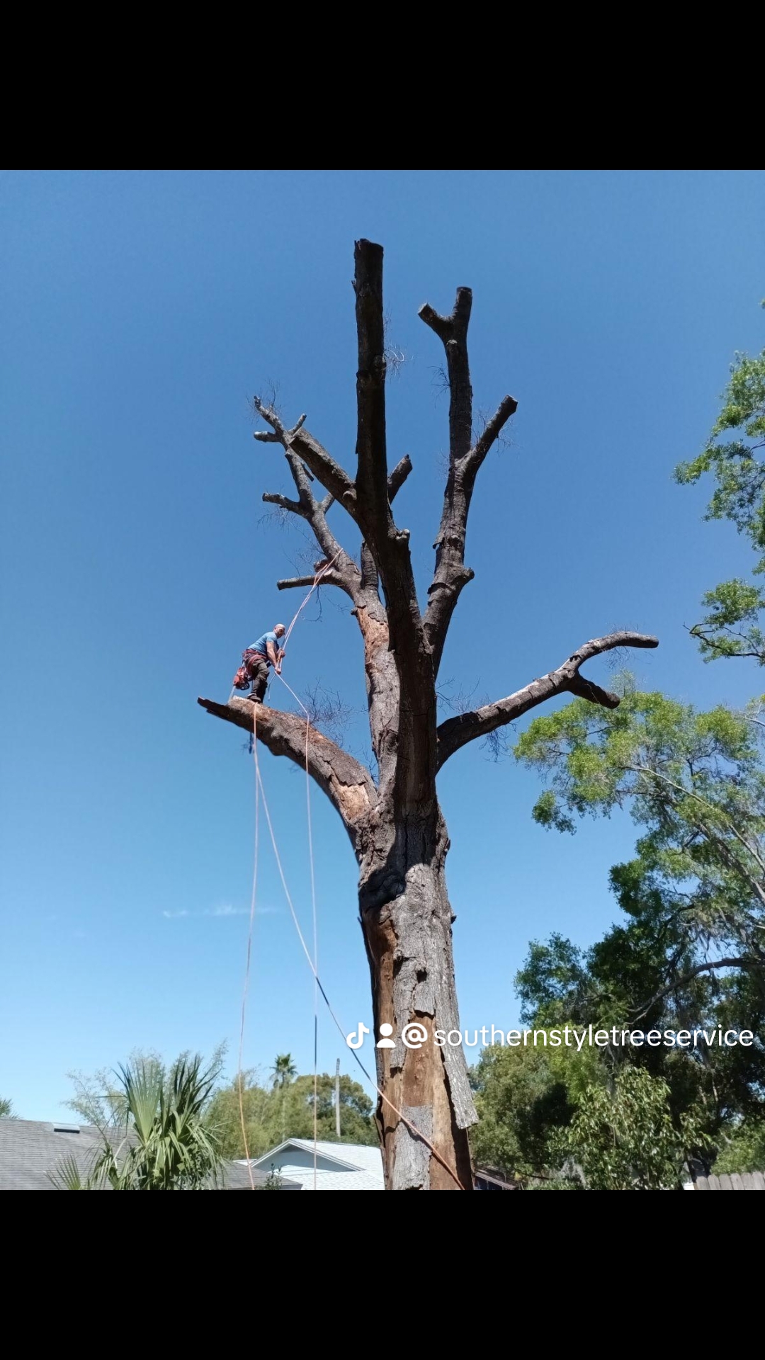  for A Southern Style Tree Service in Orlando, FL