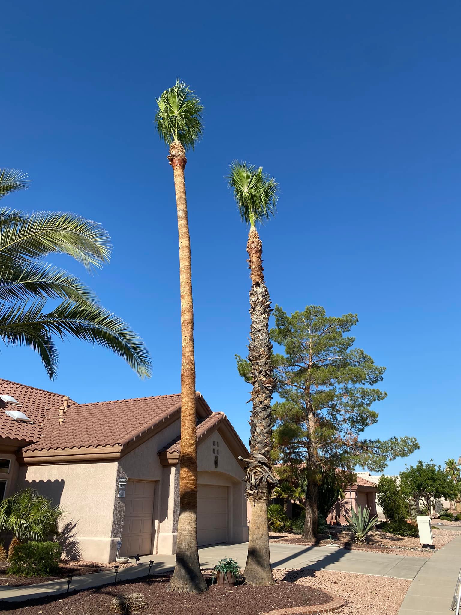 landscaping company Ramirez Landscaping in El Mirage, AZ