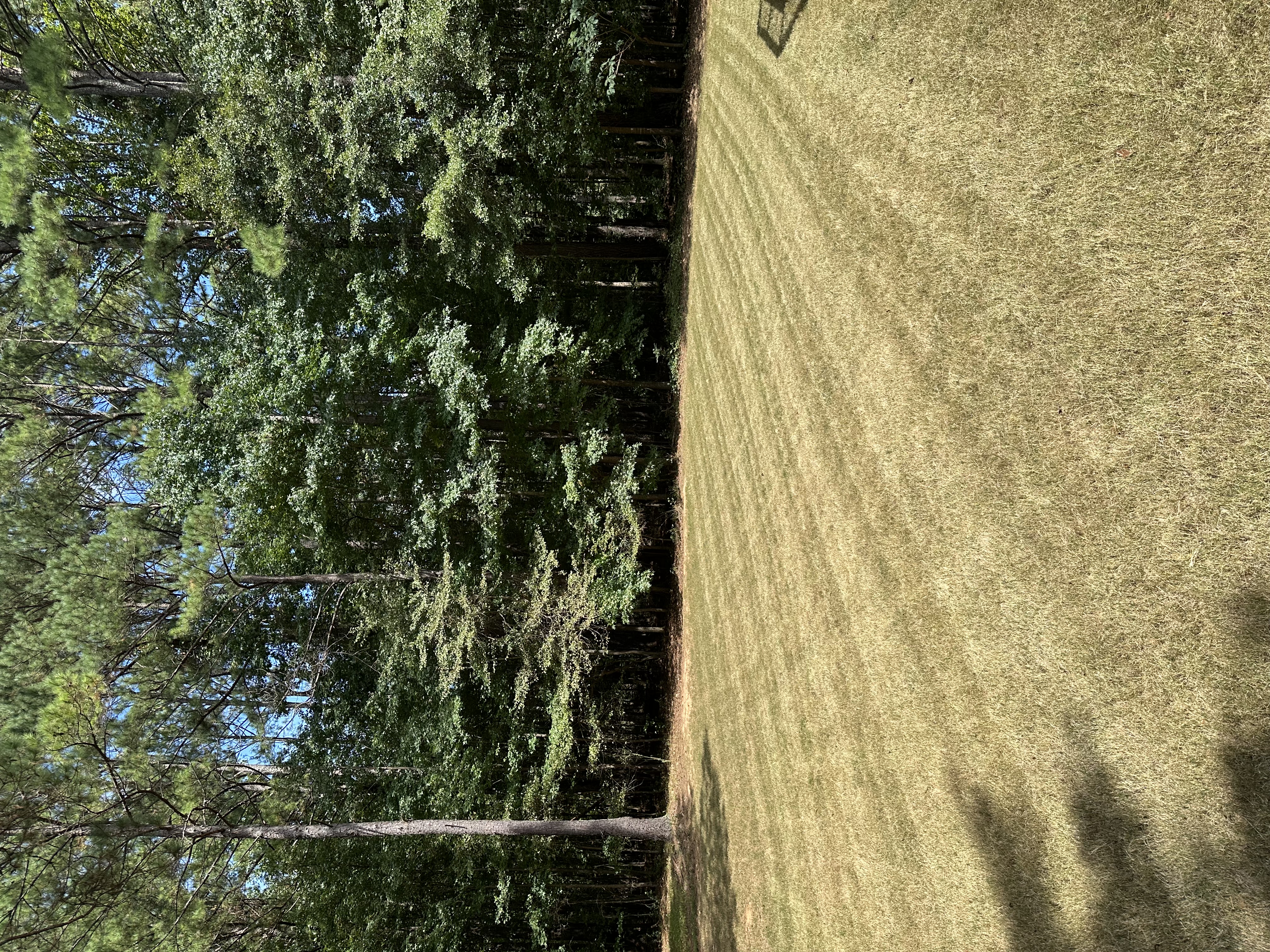  for Hedgecraft Landscaping LLC in Senoia, GA