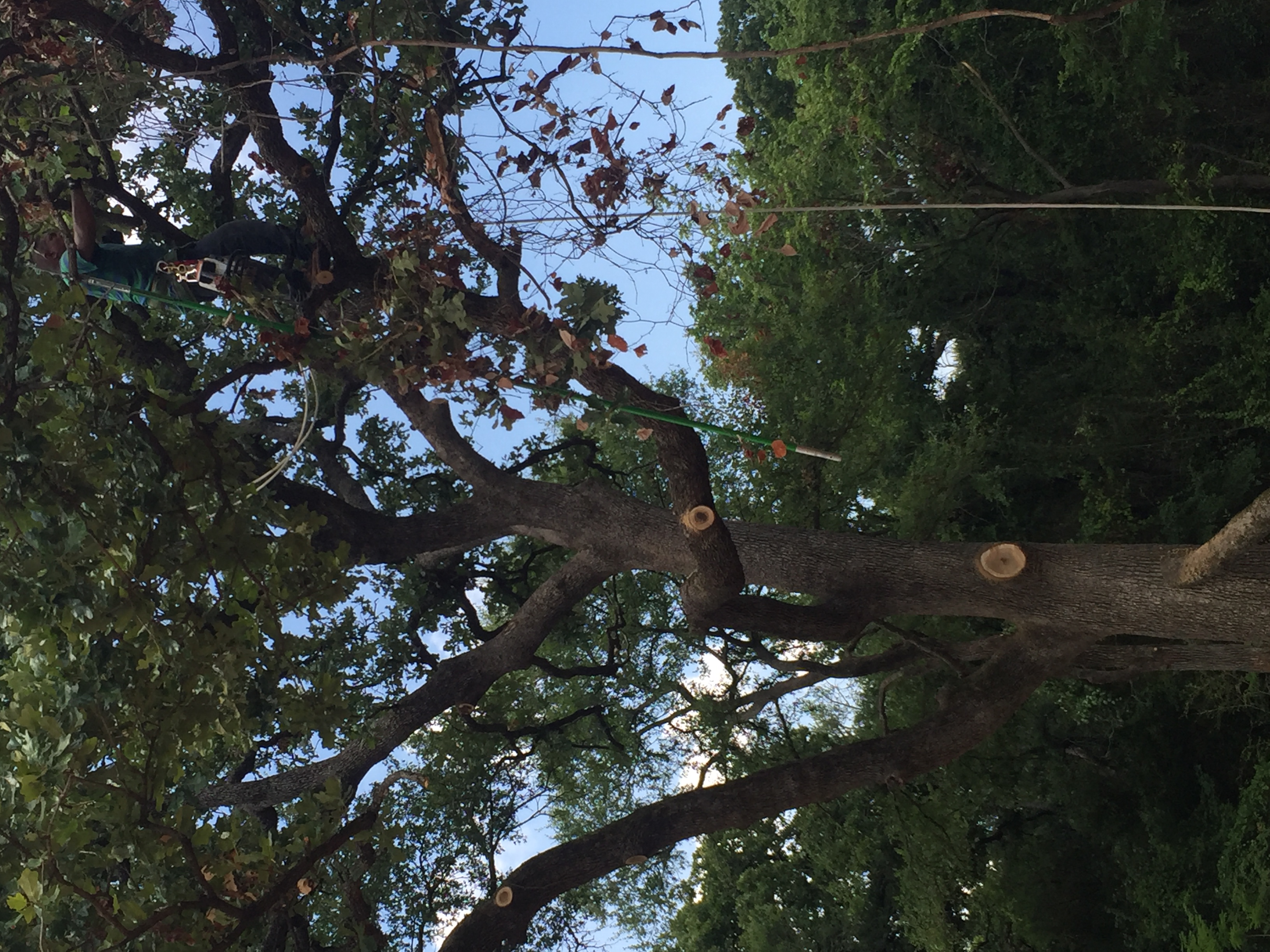  for Classic cut tree trimming and removal in Arlington, TX