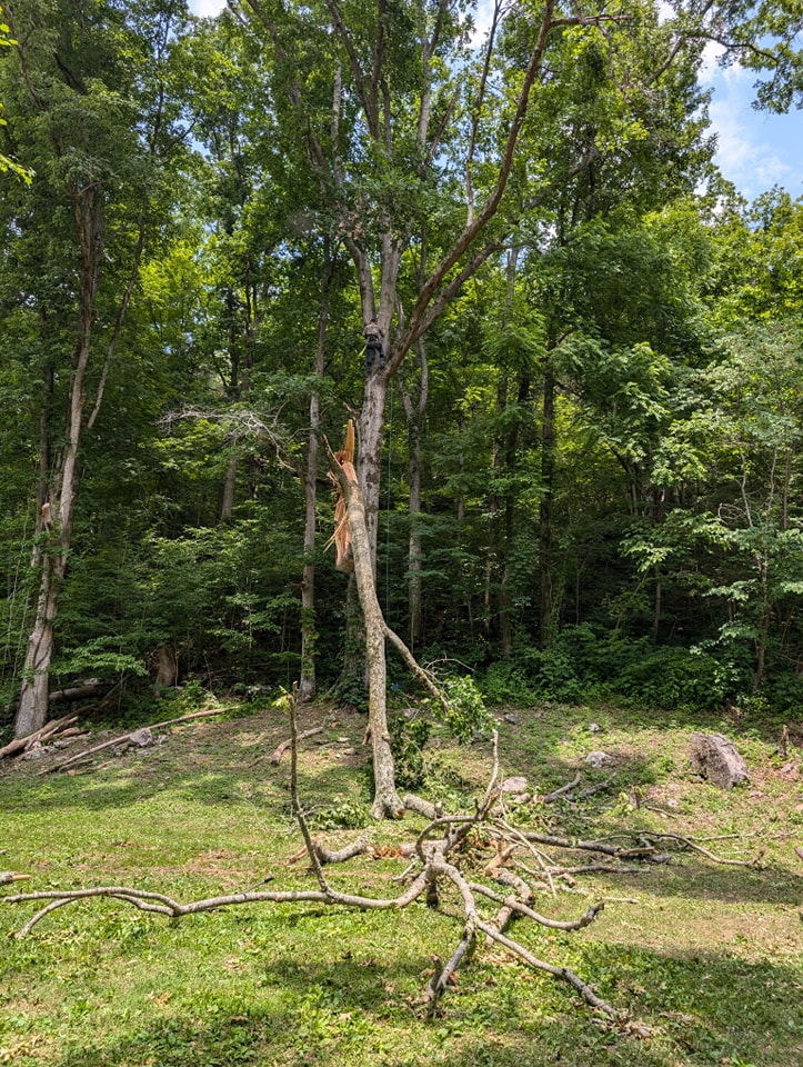  for Wade's Family Tree Service in Townsend, TN