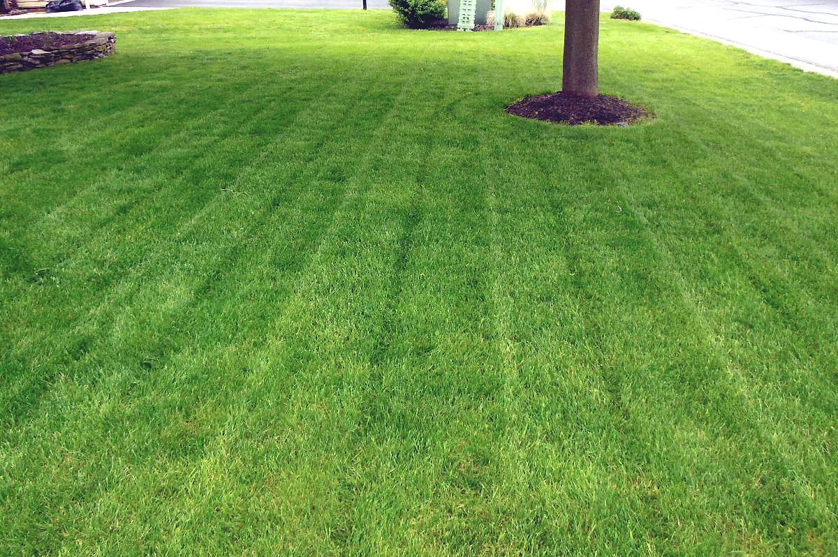  for The Yardman in Tampa, FL