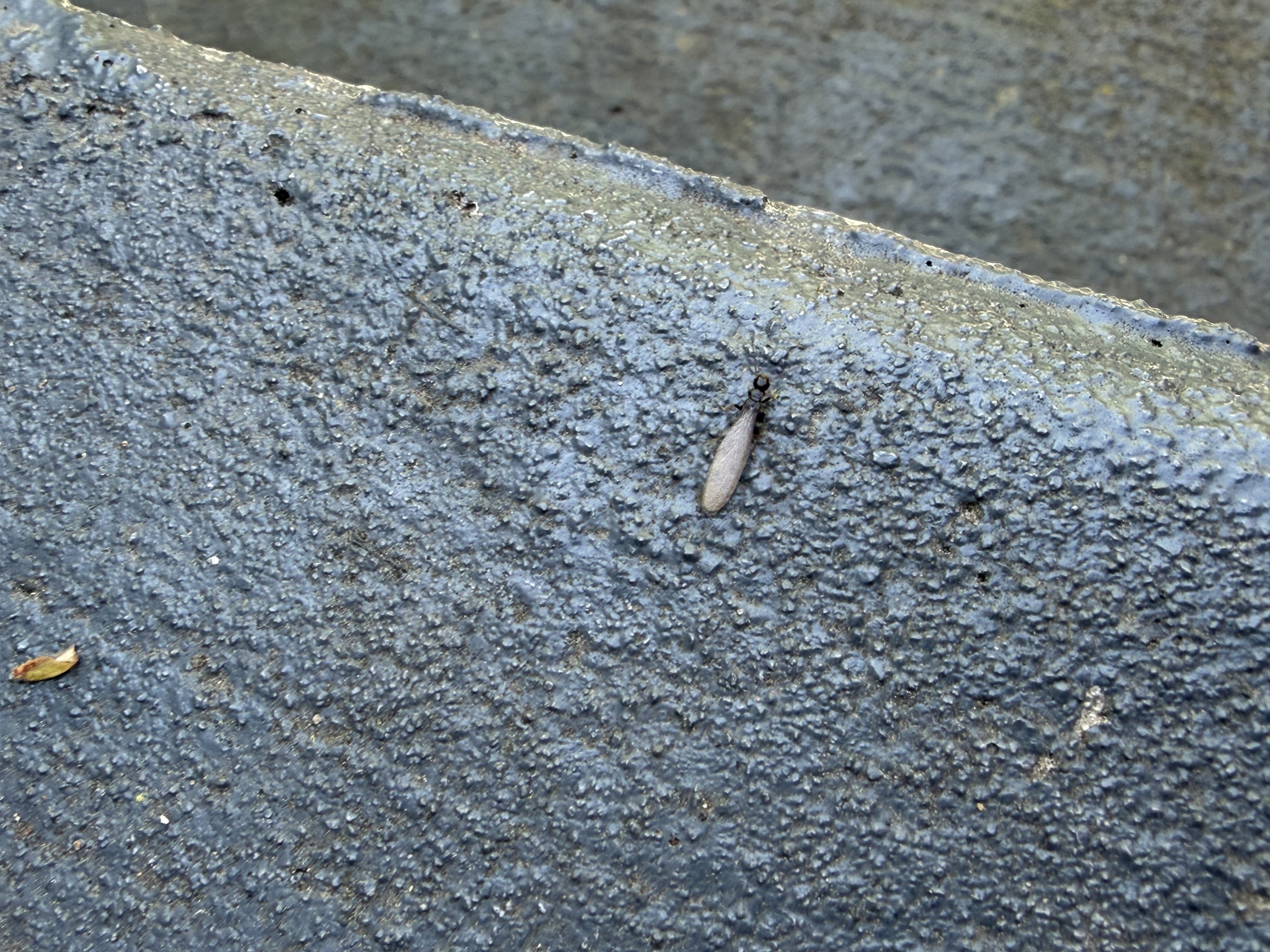  for All-In Pest Control & Home Solutions in Greene County, IN