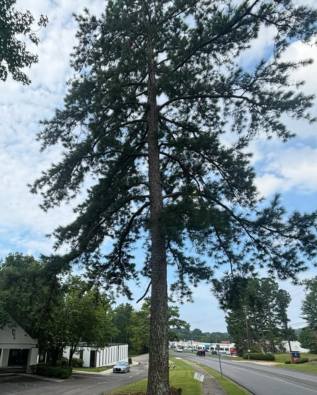 tree services company Kingdom Tree Cuts in Birmingham, AL